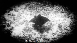 Eagle Ray taken in Cozumel Mexico with Olympus TG-4 by Steve Dolan 